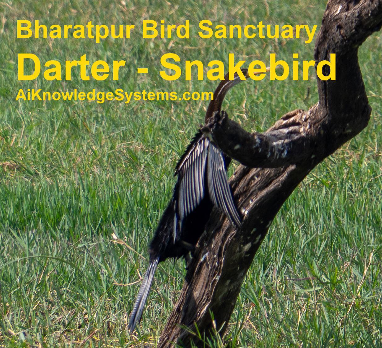 Darter - Snakebird (26) Coming Soon